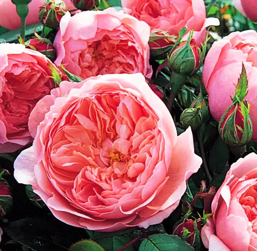 David Austen Roses