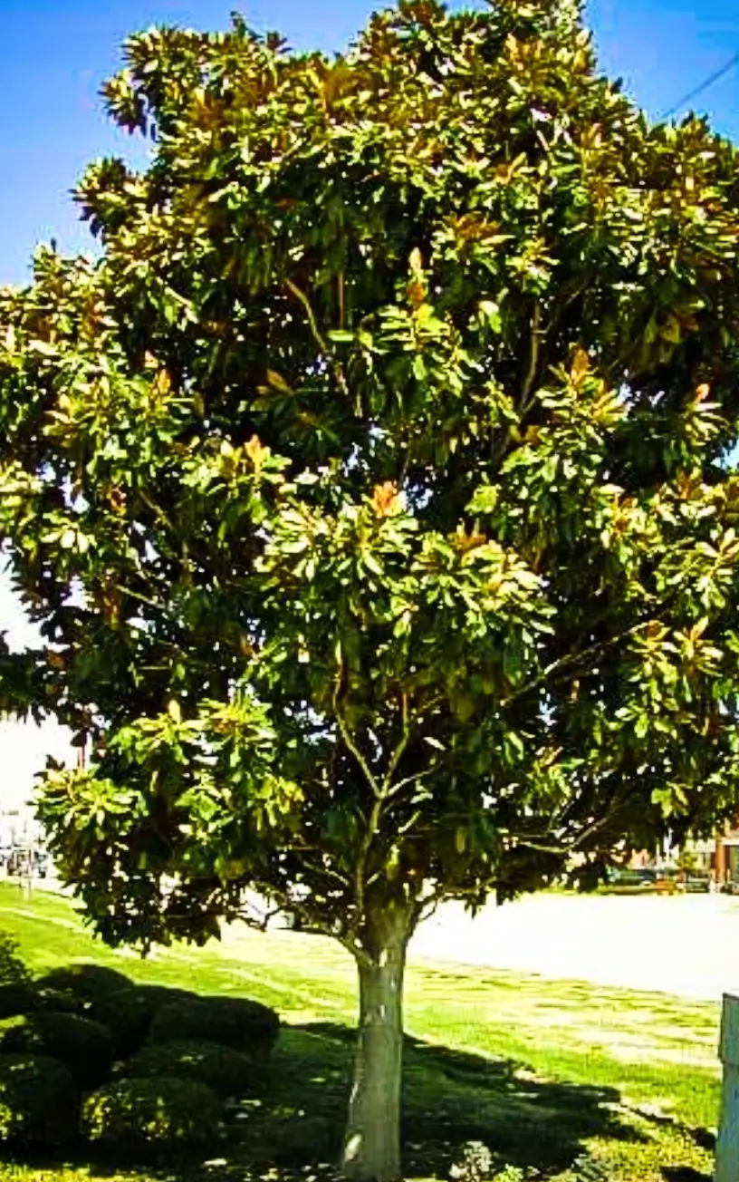 Sweetbay Magnolia 1 (1)