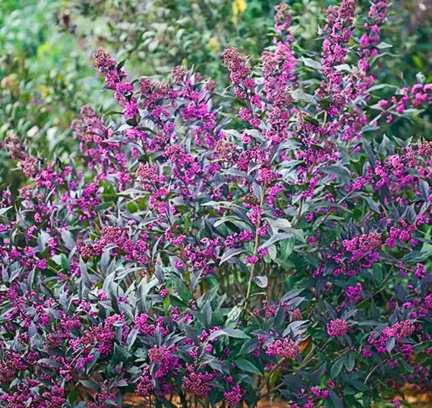 Beautyberry Bush