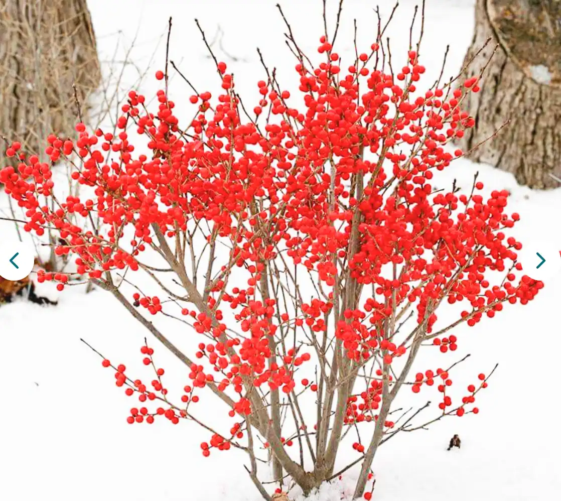 Winterberry Bush in Winter